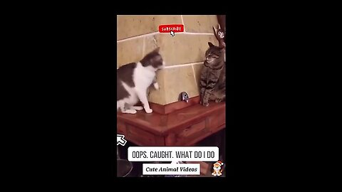 Cute & Funny Animals Videos 🐕‍🦺 Pets, Dogs & 🐱 Cats Compilation 2022