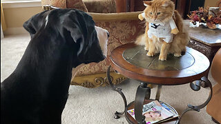 Funny Great Danes Have A Chat With Dr Jack The Cat