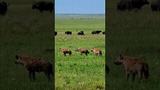 Hyena And Buffalo On The Plains #shorts | #ShortsAfrica