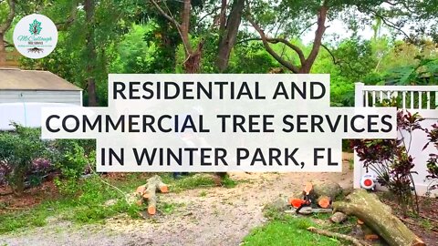 Full-Service Tree Company in Winter Park, FL