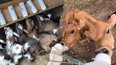 A quiet morning on the homestead | Three Little Goats Homestead