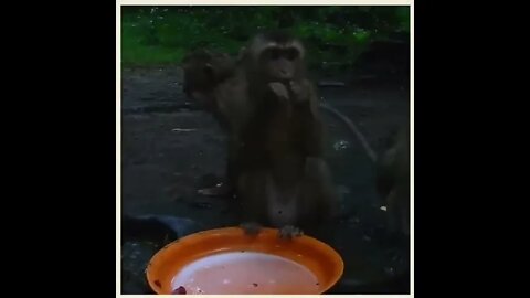A group of monkeys eating bananas may look like