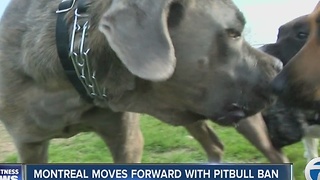 Montreal moves forward with pitbull ban