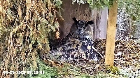 Eagle Owl Preening Her Feathers 🦉 03/29/23 07:11