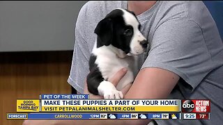 Pets of the week: Two litters of puppies available at Pet Pal Animal Shelter