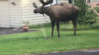 Moose cools off with sprinkler