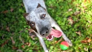 The Best Farm Dog Ever! | Dog Adoption Story