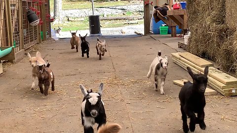 Precious Baby Goat Stampede