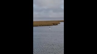 Shark Week while Fly Fishing in Louisiana!!