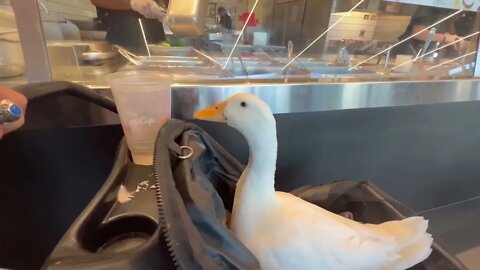 i took my duck to Chipotle 9