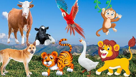 animal video hd animal video 4k animal video for kids 24