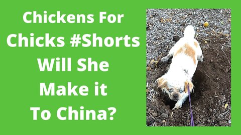 Cola Bear Trying To Dig To China Cute Dogs #Shorts