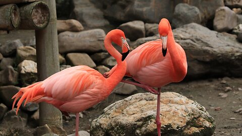 "Graceful Flamboyance: The Elegant Dance of Flamingos"#shorts #viral