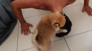 Cão mostra ser um excelente personal trainer