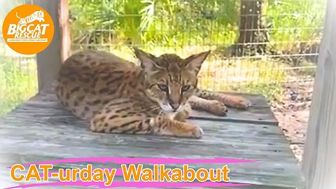 Caturday Walkabout with Operations Manager Afton at Big Cat Rescue! 07 01 2023