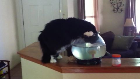 "Cat Drinks Water Out Of A Fishbowl"