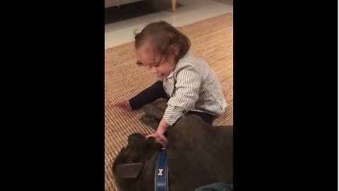 Baby Girl Plays With Gentle Pit Bull