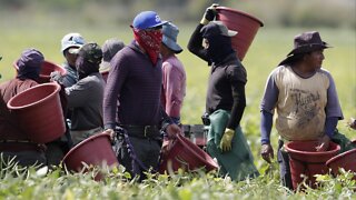 Harvest Time Brings COVID-19 Dangers For America's Farmworkers