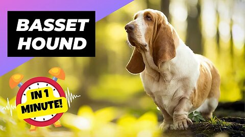 Basset Hound - In 1 Minute! 🐶 One Of The Laziest Dog Breeds In The World | 1 Minute Animals