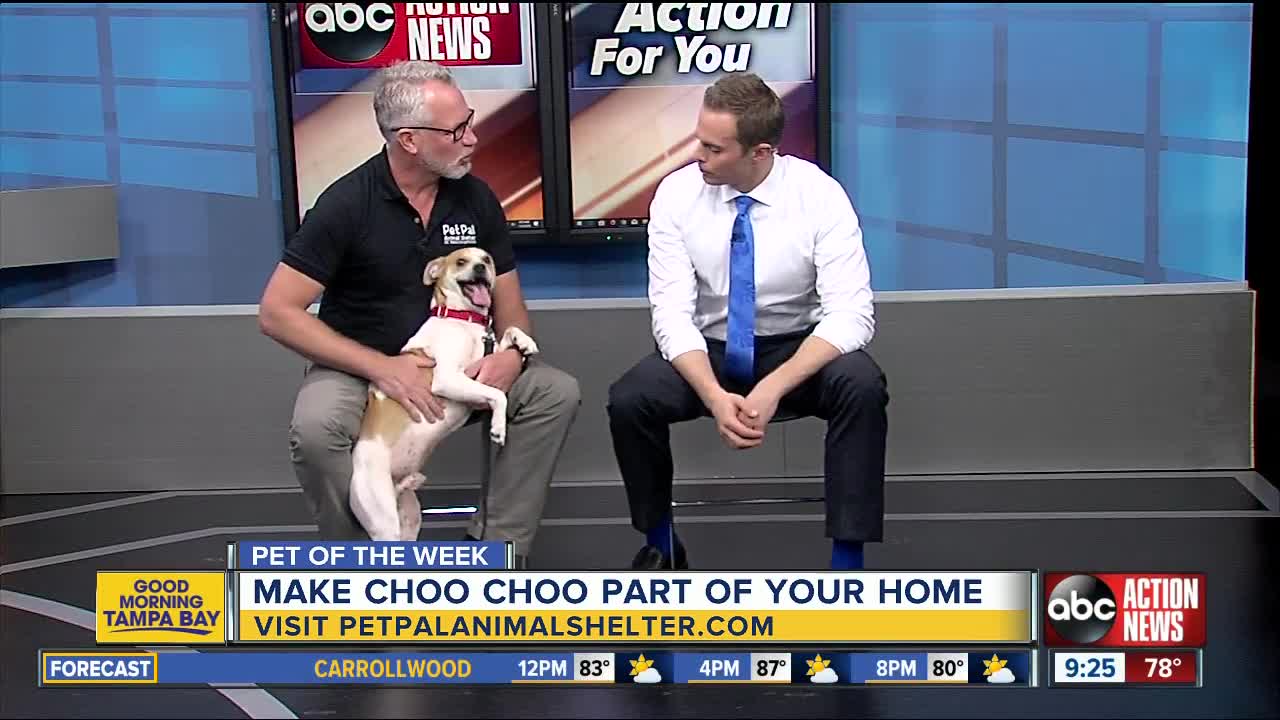Pet of the week: Choo Choo a gentle boy who needs a family of his own