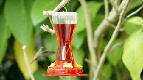 Feeding Humming Birds Look Like Awesome 😘