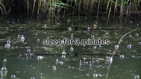 Fall asleep in less than 3 minutes under the rain and thunder on a quiet lake in the reeds