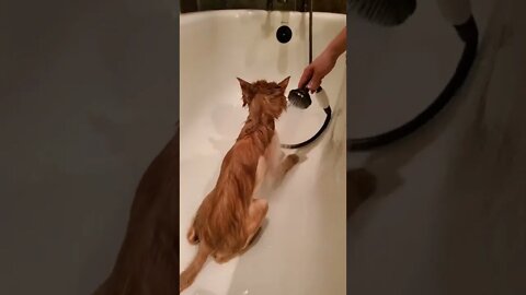 Qq 21 years old cat taking a shower