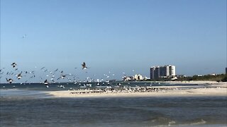Flocks of Birds Swarm Beach