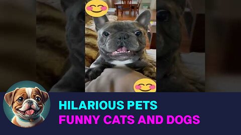 Hilarious Pets Compilation - Funny Cats and Dogs | Cute Animals Short Videos 🐾