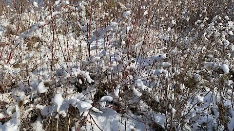 Red Willow grows wild here