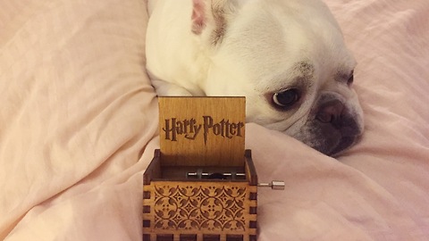 Dog falls asleep to Harry Potter theme from Orgel music box