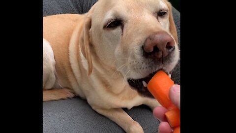 carrots and dogs