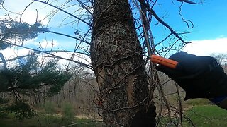 Stripping an Eastern White Pine