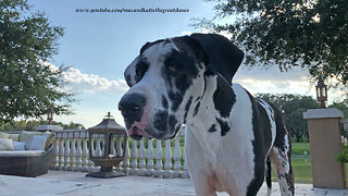 Curious Great Dane Watches Dragonflies