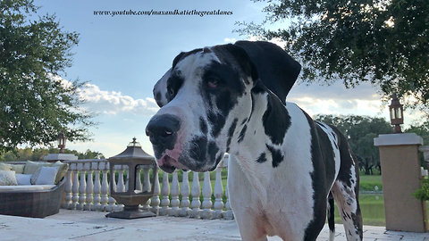 Curious Great Dane Watches Dragonflies