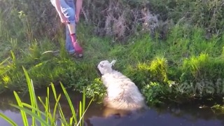 This Poor Sheep Gets Stuck in a River. Suddenly, a Man Comes by and Throw Off His Shoes.