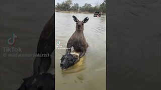 Brave Man Saves Dog from Wild Kangaroo in the Australian Outback