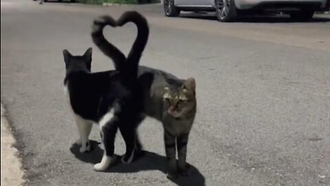 cute cat when he met his girlfriend