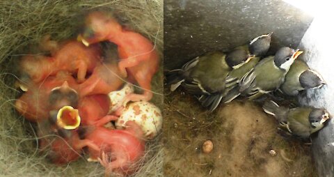 Chicks. From birth to adulthood, 17 days