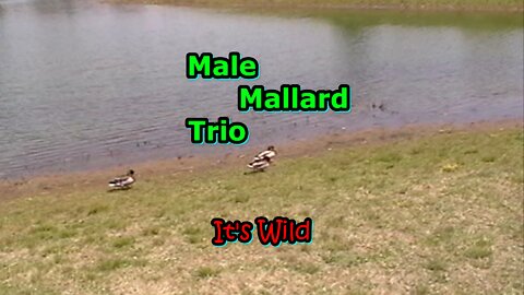 Male Mallard Trio