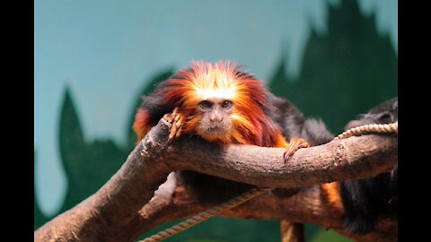 Cotton-Top Tamarin