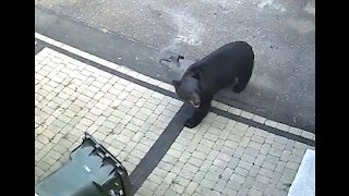 Black bear comes into yard, knocks over trash can and gets take out. Twice!