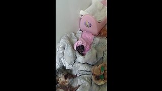 Adorable Lil dog in a pig costume