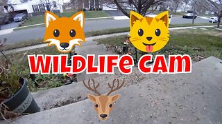 Wildlife And Nature Camera 🌲