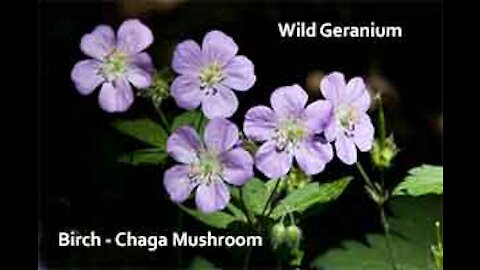 PFTTOT Part 137 Wild Geranium Birch Chaga Mushroom