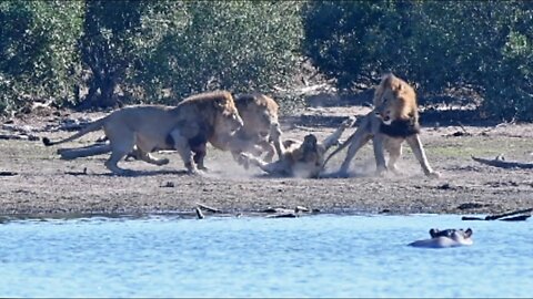 Mjejane Male Lion Coalition Attack Young Male Lion To Protect Their Territory and Offspring