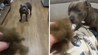 Guilty doggy runs away when confronted with his guilt