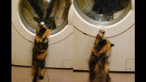 Two sister cats explore the washing machine for the first time