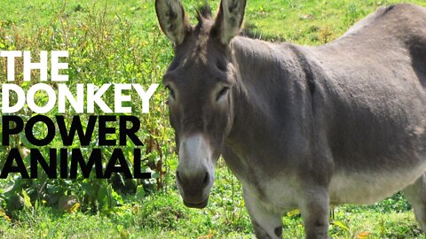 The Donkey Power Animal