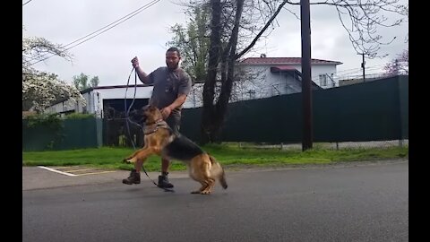 Aggressive German Shepherd Training - You Wont Believe This It Works!